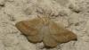 Aplasta ononaria